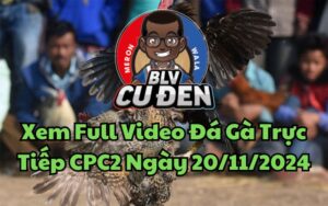 Xem Full Clip Video Đá Gà Trực Tiếp CPC2 Ngày 20/11/2024