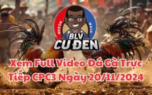 Xem Full Clip Video Đá Gà Trực Tiếp CPC3 Ngày 20/11/2024