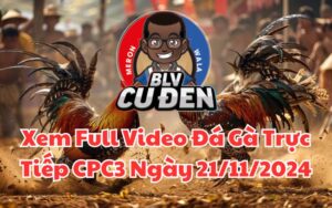 Xem Full Video Đá Gà Trực Tiếp CPC3 Ngày 21/11/2024