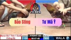 Trận 32 CPC2 22/12/2024 Idol Bảo Sting Thể Hiện Quá Ác