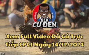 Xem Full Video Đá Gà Trực Tiếp CPC1 Ngày 14/12/2024