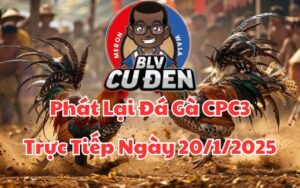 Xem Full Video Đá Gà Trực Tiếp CPC3 Ngày 20/01/2025