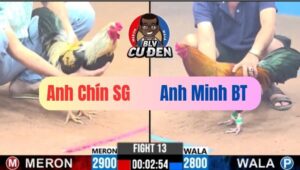 Trận 13 CPC3 10/01/2025 Gà Chuối Chay Như Máy Điện