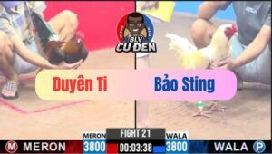 Trận 21 CPC3 12/01/2025 Tỷ Số 0-2 Cho Duyên Ti Và Bảo Sting