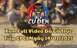 Xem Full Video Đá Gà Trực Tiếp CPC1 Ngày 14/01/2025