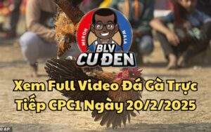 Xem Full Video Đá Gà Trực Tiếp CPC1 Ngày 20/02/2025