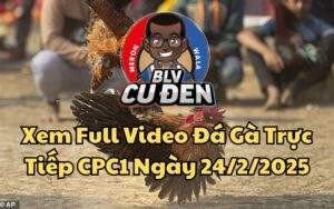 Xem Full Video Đá Gà Trực Tiếp CPC1 Ngày 24/02/2025