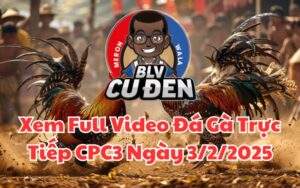 Xem Full Video Đá Gà Trực Tiếp CPC3 Ngày 03/02/2025