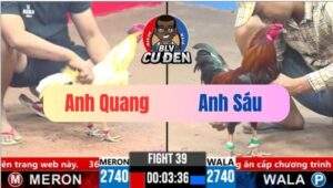 Trận 39 CPC3 17/03/2025 Gà Bướm Đạp Nhẹ 2 Chân Gà Que Đập Cánh Gục