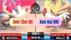 Trận 4 CPC3 19/03/2025 Nài Gà Quá Khéo Ai Thấy Củng Lắc Đầu Kêu Trời