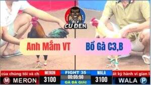 Trận 35 CPC3 19/03/2025 Trận Chung Kết Hôm Nay Gà Úa Chịu Hông Nổi