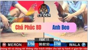 Trận 11 CPC3 08/03/2025 Cánh Chú Phúc Bình Dương Quá Hừng Phút 90 Về