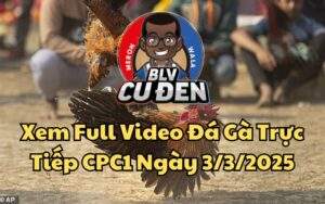 Xem Full Video Đá Gà Trực Tiếp CPC1 Ngày 03/03/2025