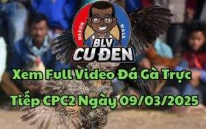Xem Full Video Đá Gà Trực Tiếp CPC2 Ngày 09/03/2025