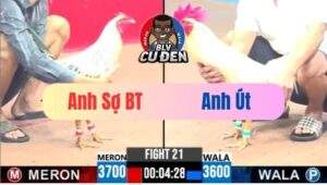 Trận 21 CPC3 11/04/2025 Chuối Trắng Chân Xanh Có Chân Chiếu Bí