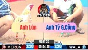 Trận 30 CPC3 11/04/2025 Gà Bướm Đá Chưa Được Chân Thứ 2 Đã Giãy Chết