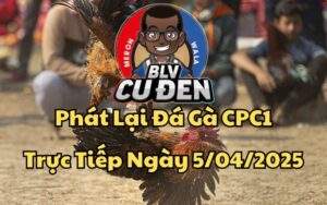 Xem Full Video Đá Gà Trực Tiếp CPC1 Ngày 05/04/2025