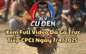 Xem Full Video Đá Gà Trực Tiếp CPC1 Ngày 07/04/2025