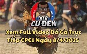 Xem Full Video Đá Gà Trực Tiếp CPC1 Ngày 08/04/2025