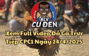 Xem Full Video Đá Gà Trực Tiếp CPC1 Ngày 24/04/2025