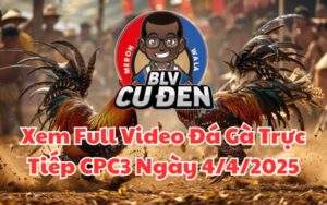 Xem Full Video Đá Gà Trực Tiếp CPC3 Ngày 04/04/2025