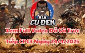 Xem Full Video Đá Gà Trực Tiếp CPC3 Ngày 24/04/2025