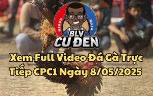 Xem Full Video Đá Gà Trực Tiếp CPC1 Ngày 08/05/2025