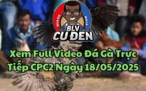 Xem Full Video Đá Gà Trực Tiếp CPC2 Ngày 18/05/2025