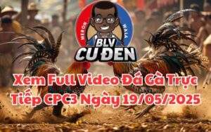 Xem Full Video Đá Gà Trực Tiếp CPC3 Ngày 19/05/2025