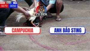 Trân 10 Bồ Dinh Bà 21/6/2025 - Gà Anh Bảo Sting Đá Camelo Chạy Bay Bồ