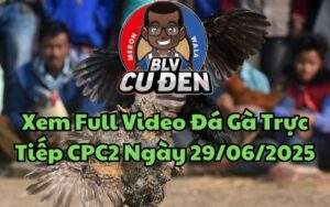 Xem Full Video Đá Gà Trực Tiếp CPC2 Ngày 29/06/2025