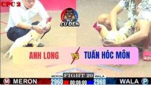 Trận 20 CPC2 4/7/2025 - Bướm Tung Đòn Hiểm Anh Long Nhảy Múa Trên Sân