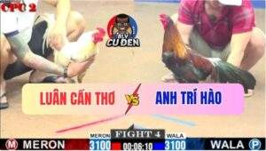 Trận 4 CPC2 4/7/2025 - Đám Bướm Cần Thơ Mai Độ, Đâm Cựa Như Điện Xẹt