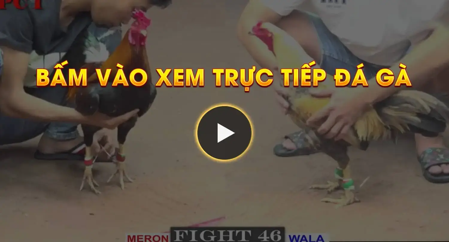 Xem Trực Tiếp Đá Gà